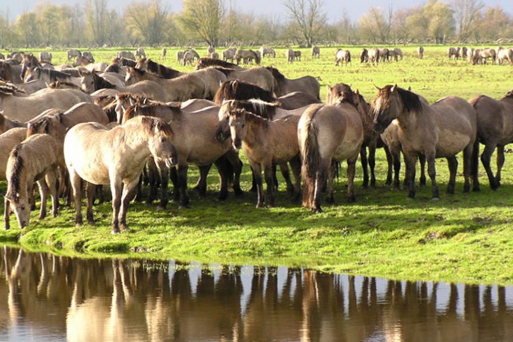 B&B De Valkenhorst — sfeervolle bed & breakfast in Lelystad — foto 5