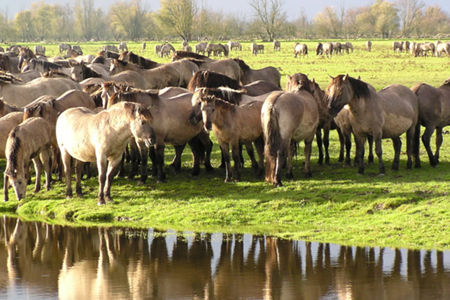 De natuur van de Oostvaardersplassen nabij Lelystad